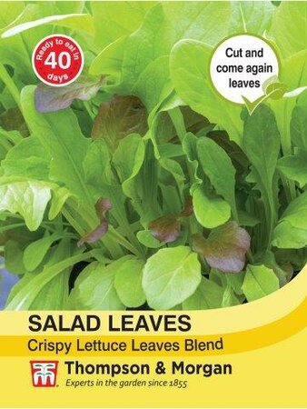 Salad Leaves - Crispy Lettuce Blend - image 1