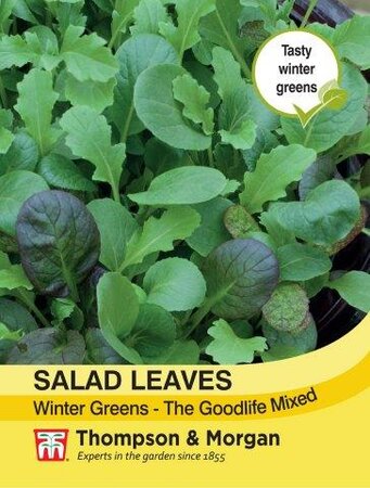Salad Leaves - Winter Greens The Good Life Mixed - image 1