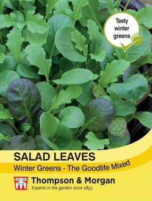 Salad Leaves - Winter Greens The Good Life Mixed - image 2