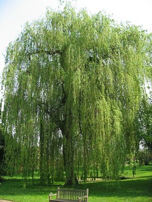 Salix Alba 'Tristis' - Photo by Liné1 (CC BY-SA 3.0)
