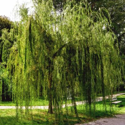 Salix babylonica Pendula - Image courtesy of pxfuel (CC0 1.0)