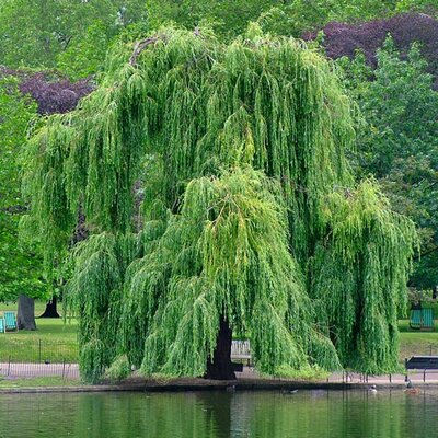 Salix babylonica 'Pendula' - 