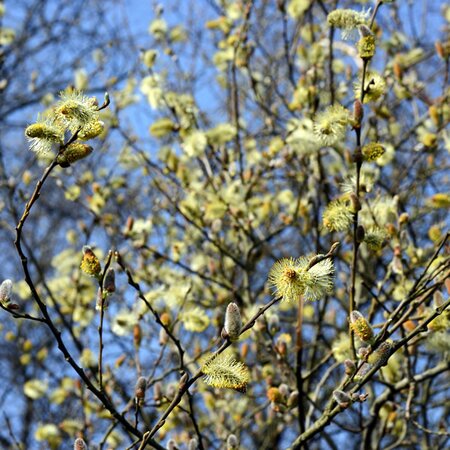 Salix 'Caprea' - Photo by Joost J. Bakker (CC BY-SA 2.0)