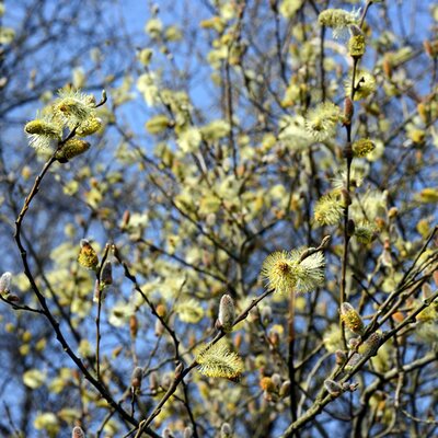 Salix 'Caprea' - Photo by Joost J. Bakker (CC BY-SA 2.0)