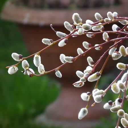 Salix caprea 'Kilmarnock' - Photo by 4028mdk09 (CC BY-SA 3.0)