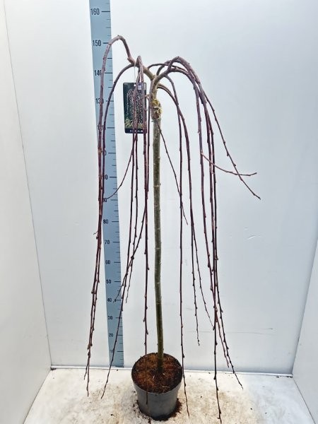 Salix Caprea 'Kilmarnock' - Image courtesy of Impulse Plants