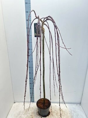 Salix Caprea 'Kilmarnock' - Image courtesy of Impulse Plants