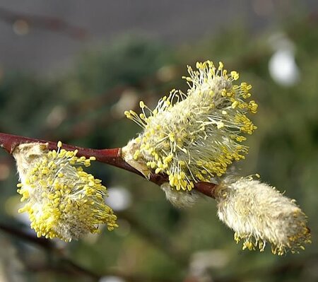 Salix Caprea Pendula - Photo by David J. Stang (CC BY-SA 4.0)