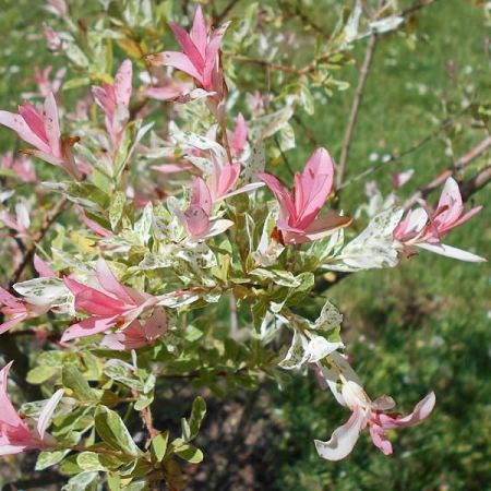 Salix “Hakuro Nishiki” - Photo by Salicyna (CC BY-SA 4.0)