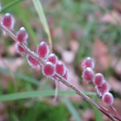 Salix 'Mount Aso' - Photo by peganum (CC BY-SA 2.0)