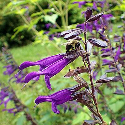 Salvia "Amistad" - Photo by Krzysztof Ziarnek, Kenraiz (CC BY-SA 4.0)