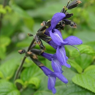 Salvia 'Black & Blue' - Photo by David J. Stang (CC BY-SA 4.0)