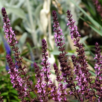 Salvia 'Bright Rose' - Image by Tina Shaskus from Pixabay 