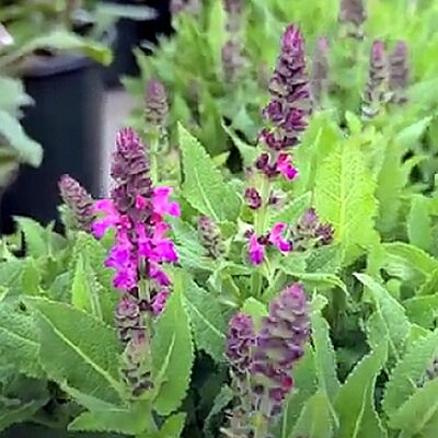 Salvia 'Bumbleberry' - Public Domain Image