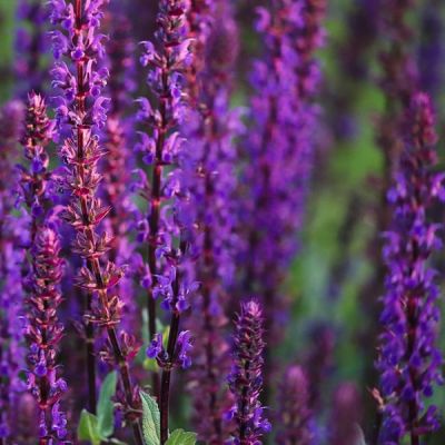 Salvia Caradonna - Image by Manfred Richter from Pixabay 