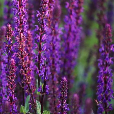 Salvia 'Caradonna' (2L pot)