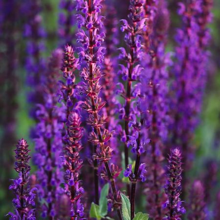 Salvia “Caradonna” - Photo by Manfred Richter of Pixabay