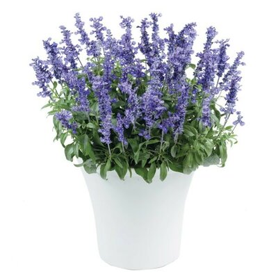 Salvia 'Sallyfun Deep Ocean' - Image courtesy of Danzigeronline
