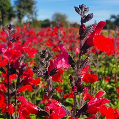 Salvia greggii 'Royal Bumble' (3L pot)