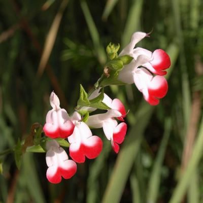 Salvia 'HotLips' (3L pot)