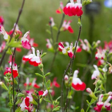 Salvia 'Hot Lips' - Image by Helga Kattinger from Pixabay 