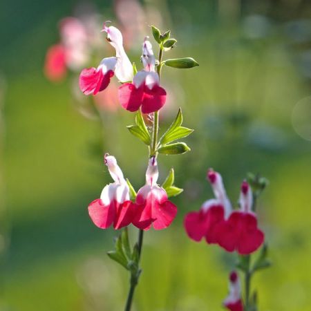 Salvia "Hot Lips" - Image by Helga Kattinger from Pixabay