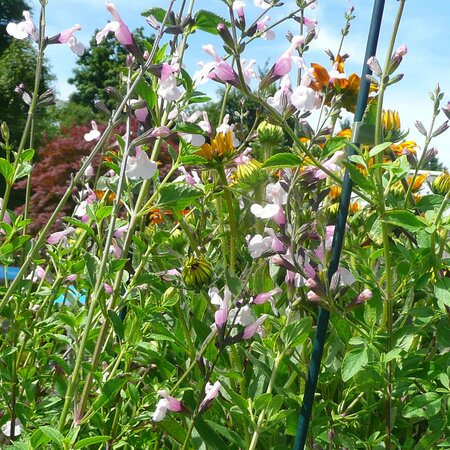 Salvia 'Delice Fiona' - Photo taken at Arcdcarne Garden Centre, Boyle, 11/07/25