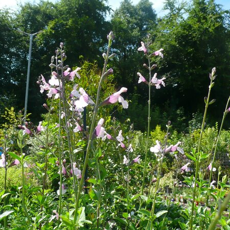 Salvia 'Delice Fiona' - Photo taken at Arcdcarne Garden Centre, Boyle, 11/07/25