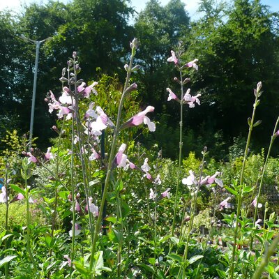 Salvia 'Delice Fiona' - Photo taken at Arcdcarne Garden Centre, Boyle, 11/07/25