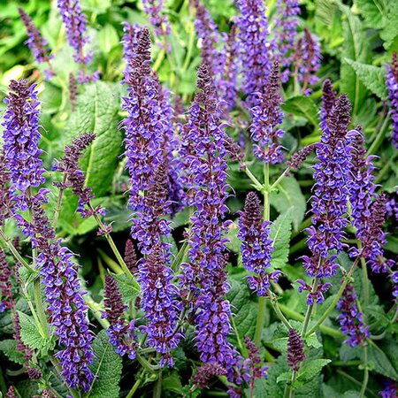 Salvia 'Mainacht' - Photo by manuel m. v. (CC BY-SA  2.0)