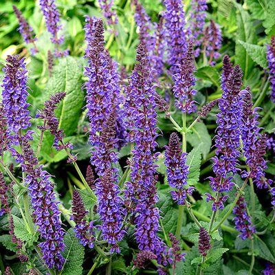 Salvia 'Mainacht' - Photo by manuel m. v. (CC BY-SA  2.0)
