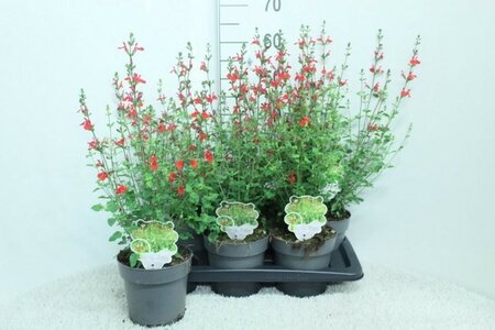 Salvia 'Hot Lips' - Image courtesy of PlantLine