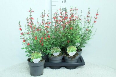 Salvia 'Hot Lips' (15cm pot)