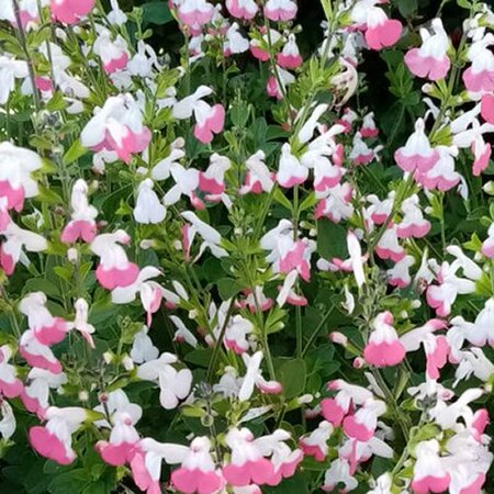 Salvia microphylla 'Pink Lips' (2L pot)