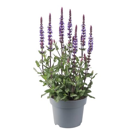 Salvia 'Caradonna Compact Blue' - Image courtesy of Florensis
