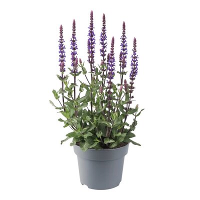 Salvia 'Caradonna Compact Blue' - Image courtesy of Florensis