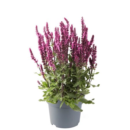 Salvia 'Sensation Compact Rose' - Image courtesy of Florensis
