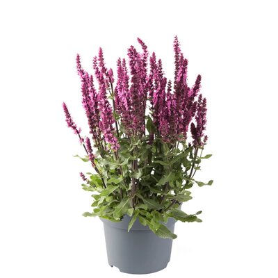 Salvia 'Sensation Compact Rose' - Image courtesy of Florensis