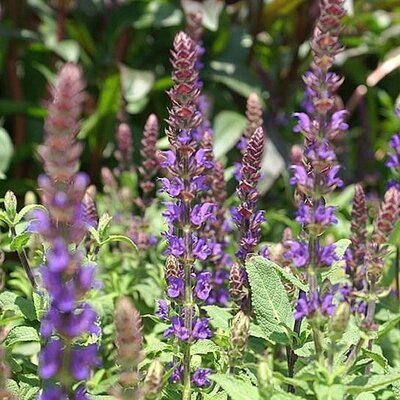 Salvia nemorosa 'Caradonna' (3L pot)