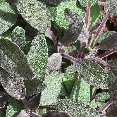 Salvia Officinalis 'Purpurea' - Photo by Petar43 (CC BY-SA 4.0)