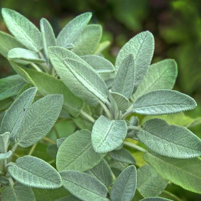 Salvia Officinalis / Sage (1.4L pot)