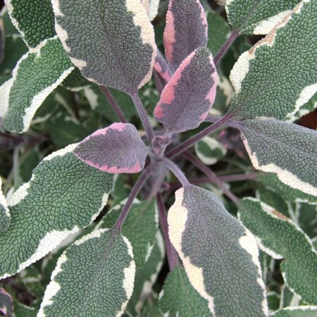 Salvia 'Tricolor' (Sage) - Image courtesy of pxhere (CC0 1.0)