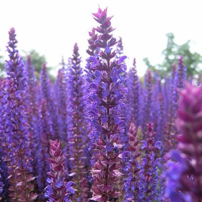 Salvia Ostfriesland - Photo by Susanne Sander-Seyfert (CC BY-SA 3.0)