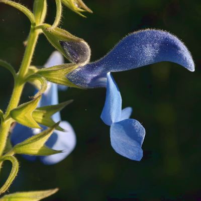 Salvia patens 'Cambridge Blue' - Image by Hans Braxmeier from Pixabay 