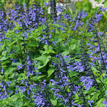 Salvia 'Rockin Sky Blue' (3L pot)