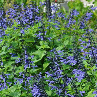 Salvia 'Rockin Sky Blue' (3L pot)