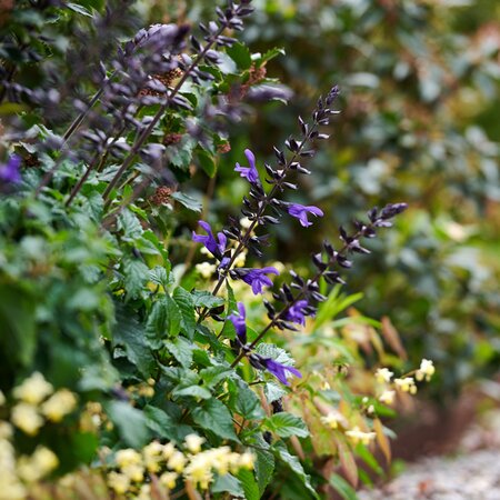 Salvia Salgoon® 'Lake Blueberry' - Image courtesy of HilverdaFlorist