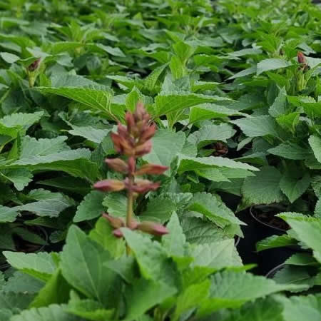 Salvia Salgoon 'Strawberry Lake' - Image courtesy of Tully Nurseries