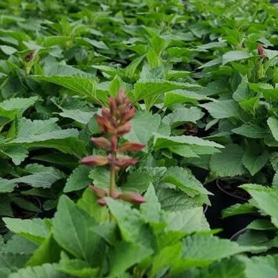 Salvia Salgoon 'Strawberry Lake' - Image courtesy of Tully Nurseries