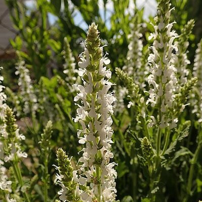 Salvia 'Schneehuegel' - Photo by Salicyna (CC BY-SA 4.0)